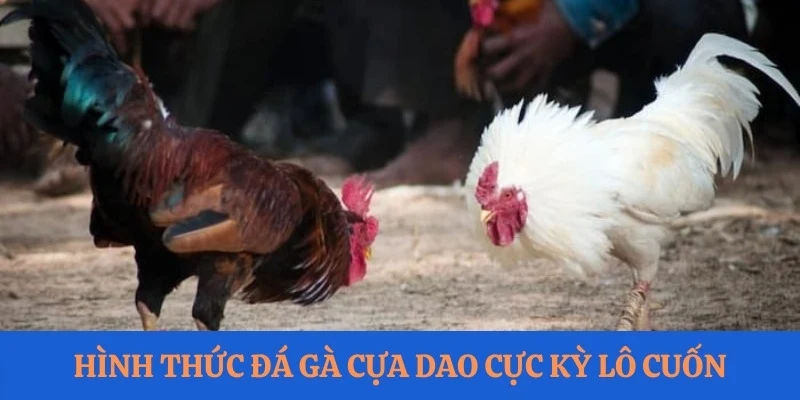 Hình thức đá gà cựa dao cực kỳ lôi cuốn