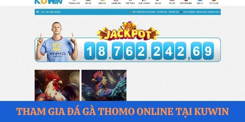 Tham gia đá gà Thomo online tại Kuwin