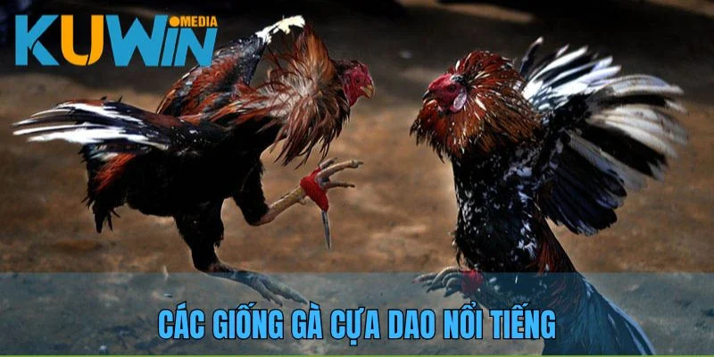 Giới thiệu những chiến kê thích hợp trong trận đấu cựa dao