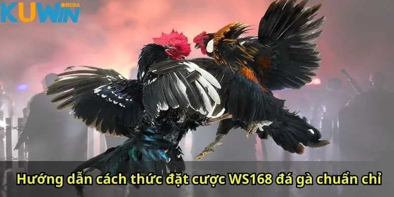 Hướng dẫn cách thức đặt cược WS168 đá gà chuẩn chỉ