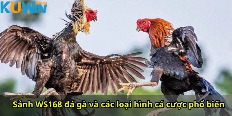 Sảnh WS168 đá gà và các loại hình cá cược phổ biến