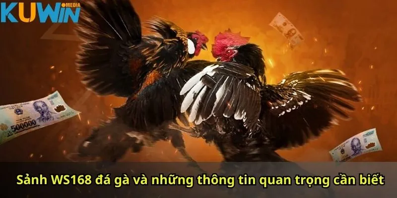 Sảnh WS168 đá gà và những thông tin quan trọng cần biết